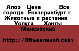 Алоэ › Цена ­ 150 - Все города, Екатеринбург г. Животные и растения » Услуги   . Ханты-Мансийский